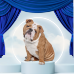 Mystery Box Deluxe middel formaat hond 