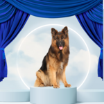 Mystery Box Deluxe groot formaat hond 