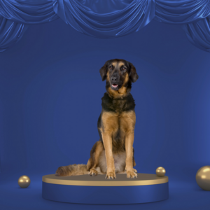  Mistery Box budget grote hond 