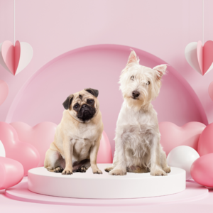 Puppy Box kleine hond. 