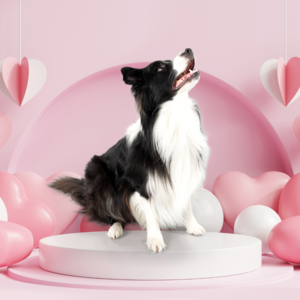 Puppy Box middel hond. 